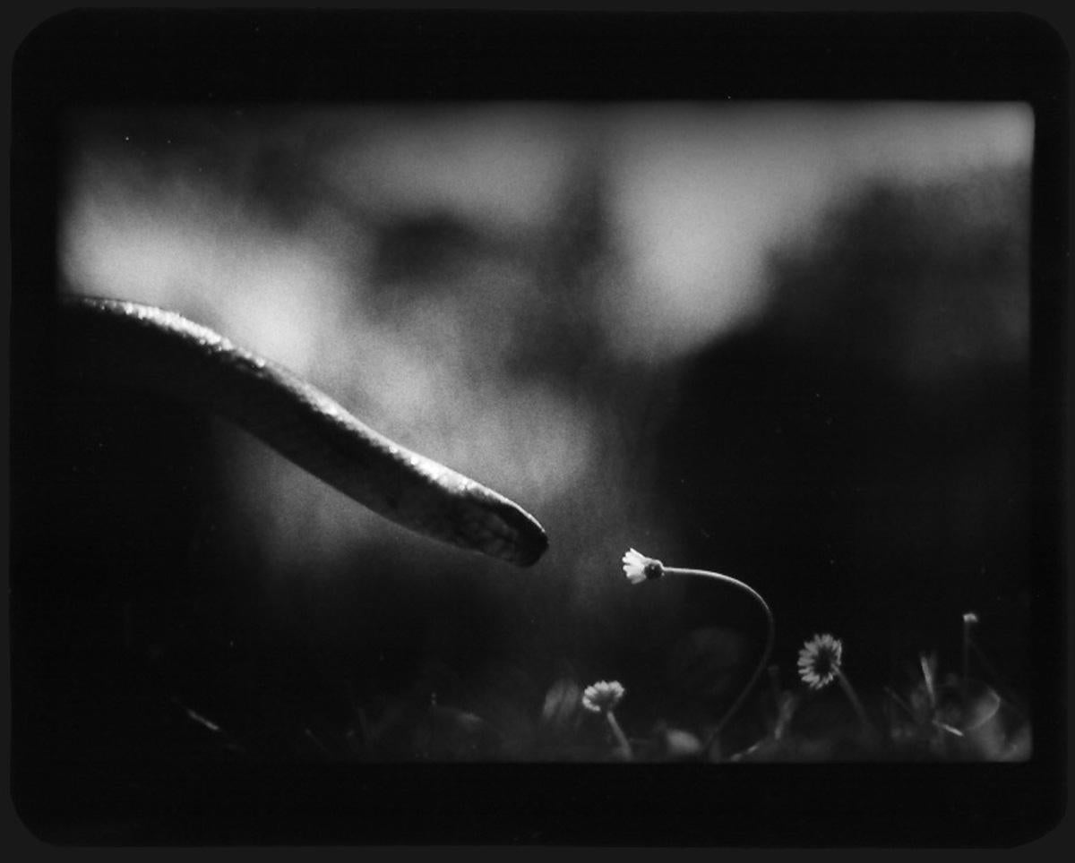 Giacomo Brunelli Black and White Photograph - Untitled (Snake and Flower) - Black and White, Animals, Photos, Gardens, Nature