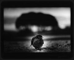 Untitled (Sparrow) - Giacomo Brunelli, Animal Photography, Birds, Nature