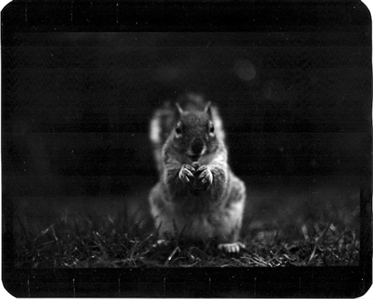 Giacomo Brunelli Black and White Photograph – Ohne Titel (Eichel) - B&W, Eichhörnchen, Garten, Tiere, Foto, Zeitgenössische Kunst