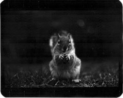 Untitled (Squirrel) - B&W, Squirrels, Garden, Animals, Photo, Contemporary art