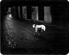 Ohne Titel (Dreibeiniger Läufer) - Straßenfotografie, Giacomo Brunelli, Tiere