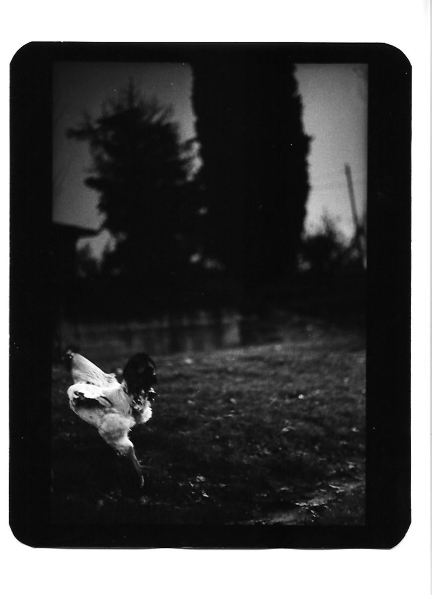 Giacomo Brunelli Black and White Photograph – Ohne Titel (White Cockerel) - Schwarz-Weiß, Tiere, Gärten, geheimnisvoll, Foto