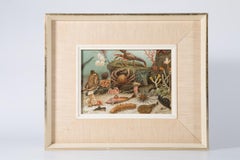 A Pair Of Chromolithographs Entitled Actiniaria 1893