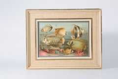 A Pair Of Chromolithographs Entitled Fish Aquarium  1893