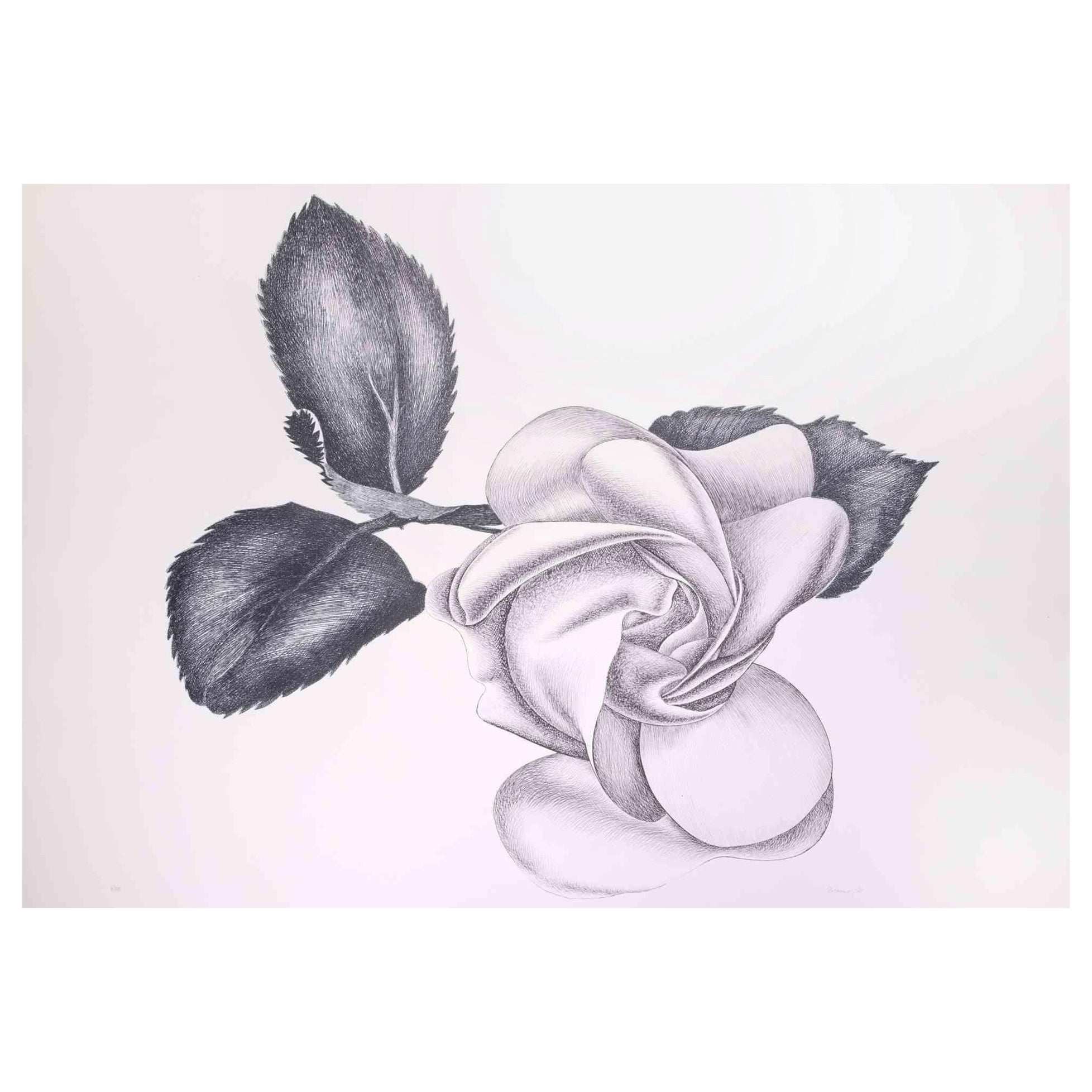 Black Rose - Original Etching by Giacomo Porzano - 1970s