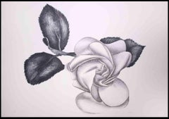 Schwarze Rose - Original-Radierung von Giacomo Porzano - 1970er Jahre