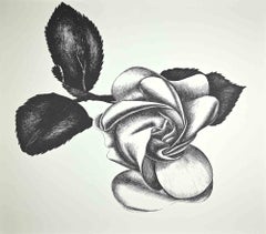 Schwarze Rose – Original-Radierung von Giacomo Porzano – 1970er Jahre
