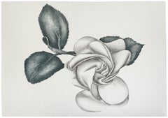 Schwarze Rose - Original-Radierung von Giacomo Porzano - 1972