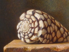 Contemporáneo Conus Marmoreus concha acostado en una piedra fina pintura al óleo