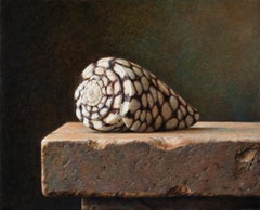 Contemporary Conus Marmoreus shell lying on a stone fine oil painting