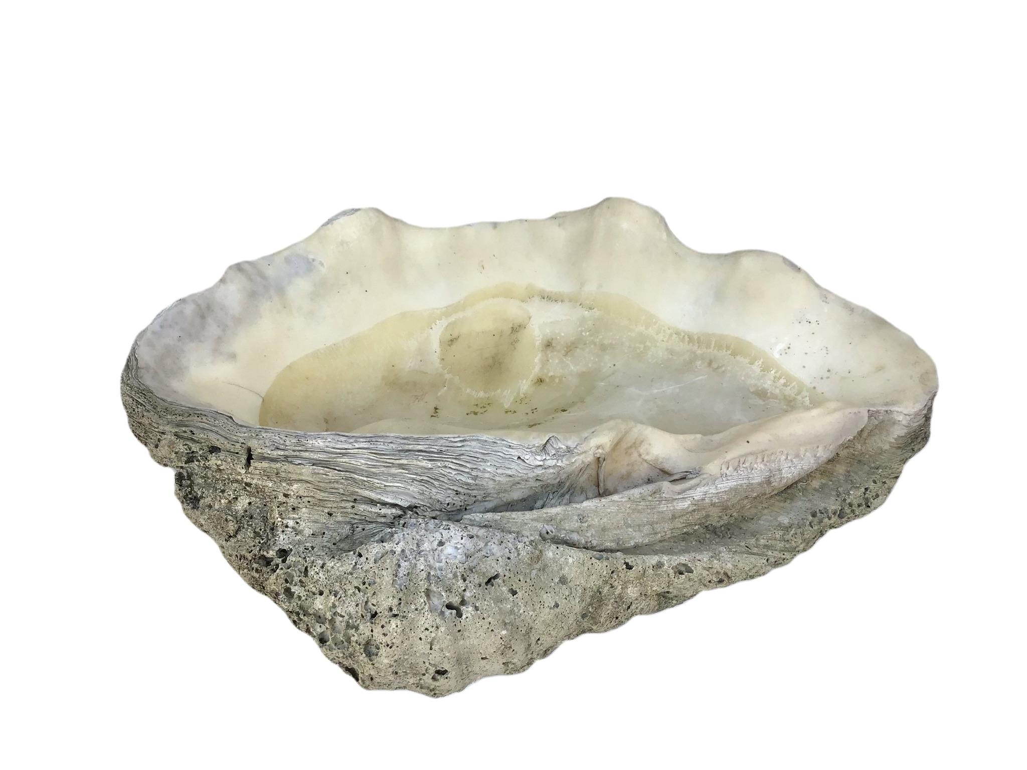 Authentic giant clam shell specimen with its iconic sculptural form and sea inspired colors and textures. 