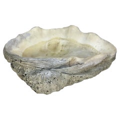 Giant 18 Inch Natural Clam Shell Specimen