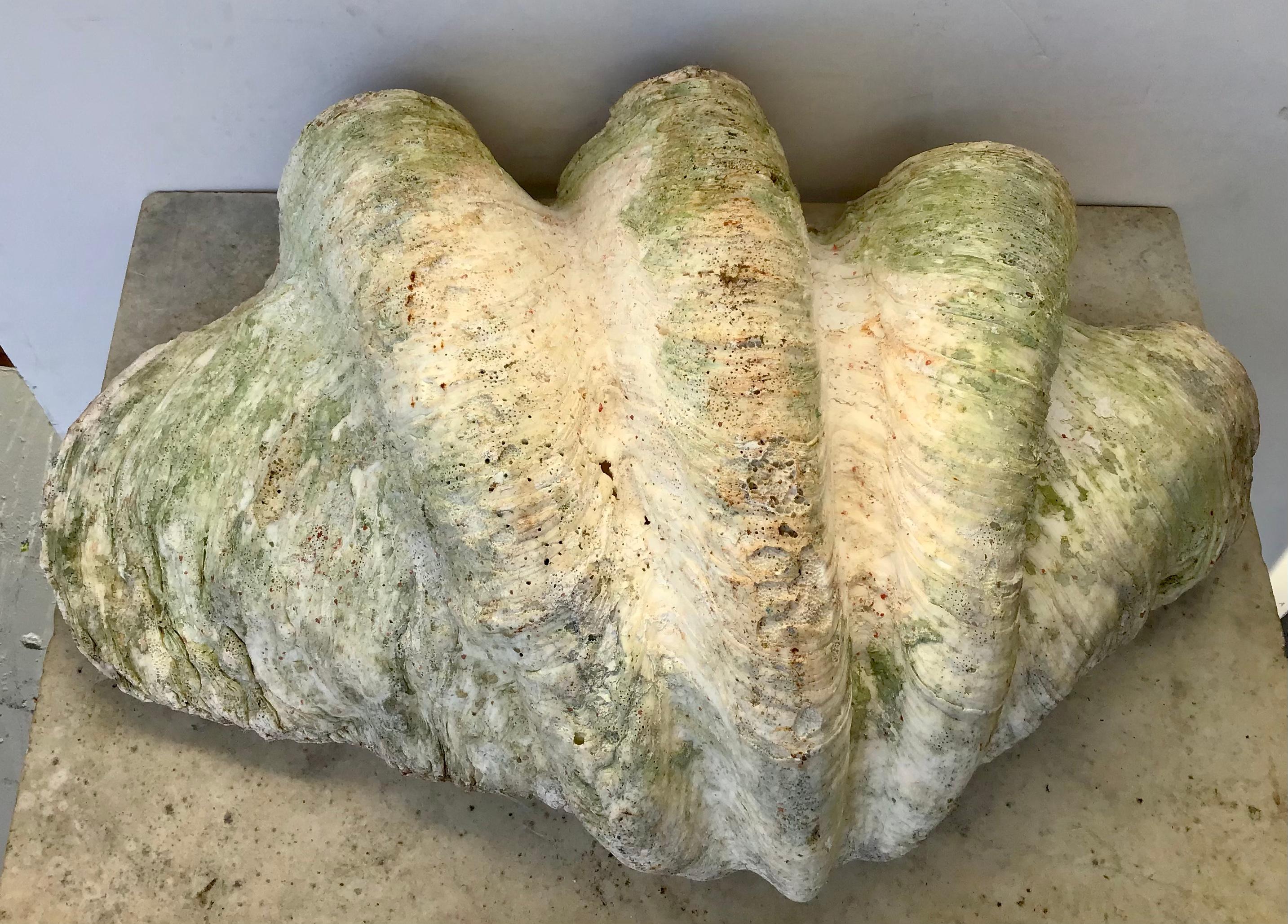Giant Natural Clam Shell Specimen 4
