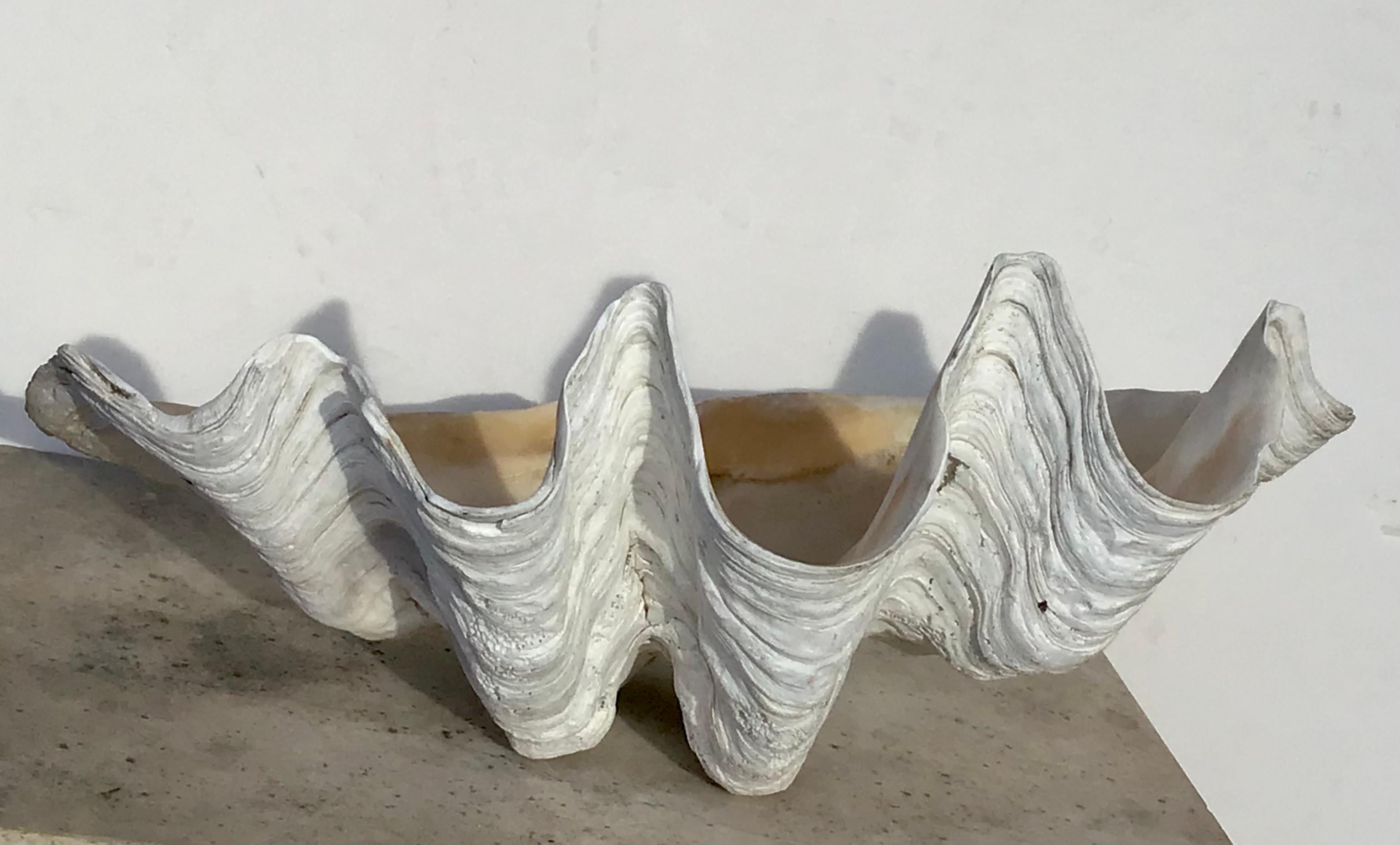 Giant 28 Inch Natural Clam Shell Specimen 1