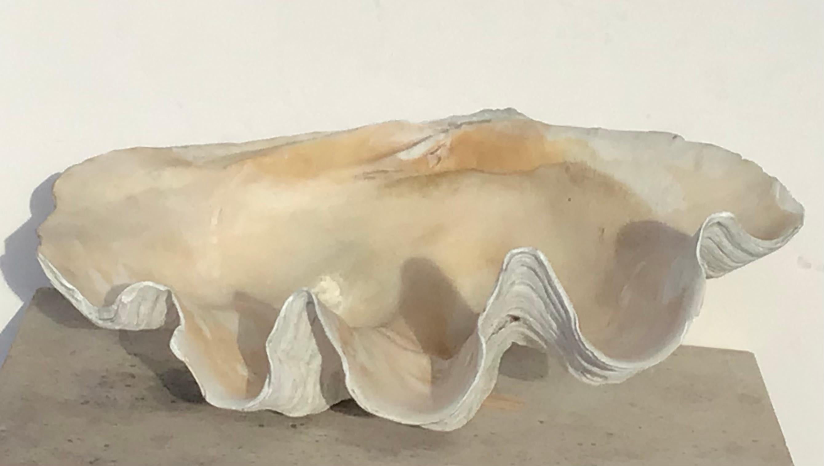 Giant 28 Inch Natural Clam Shell Specimen 2