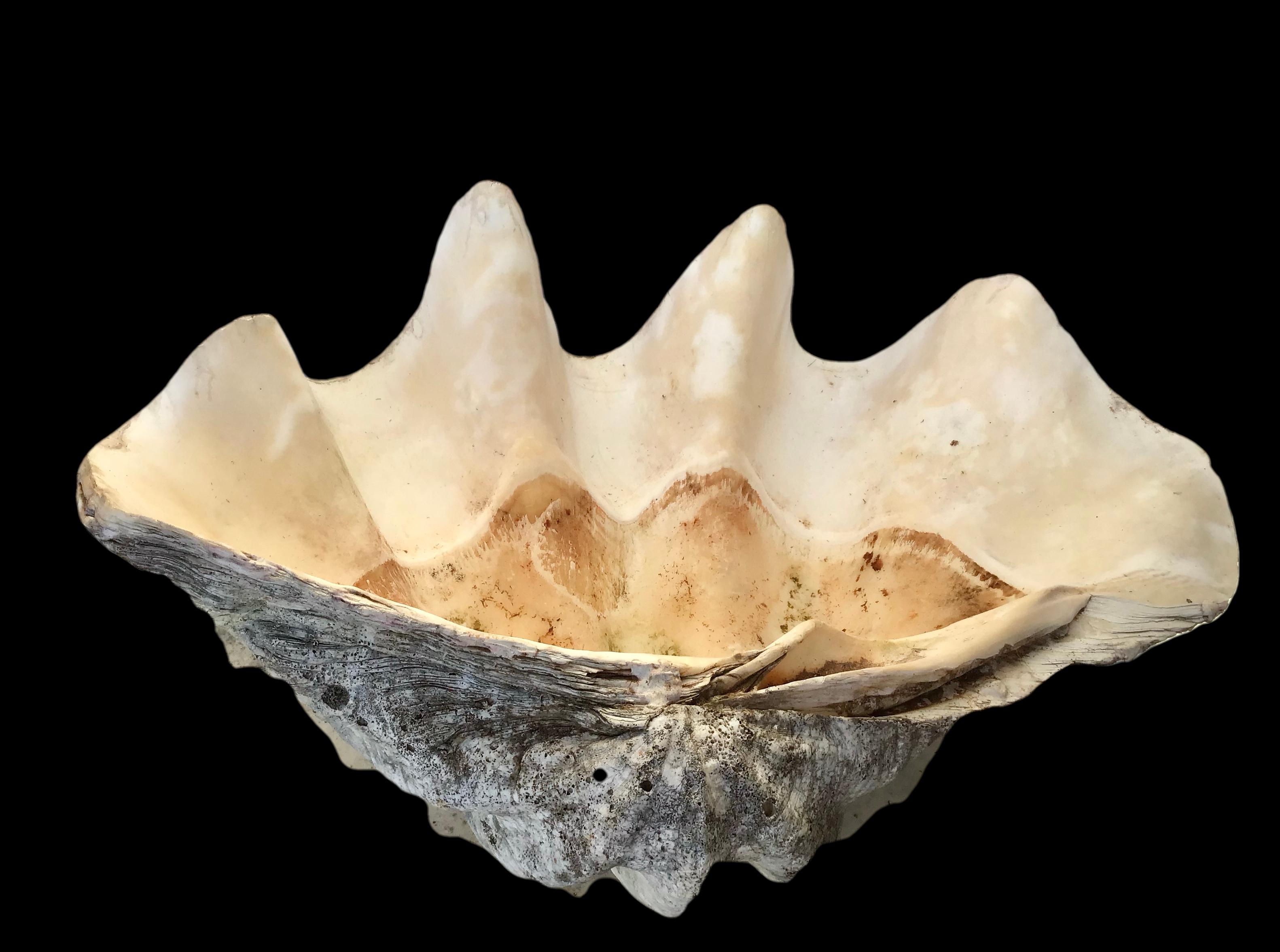 Authentic giant clam shell specimen with its iconic sculptural form and sea inspired colors and textures. Measure: 28 inch.