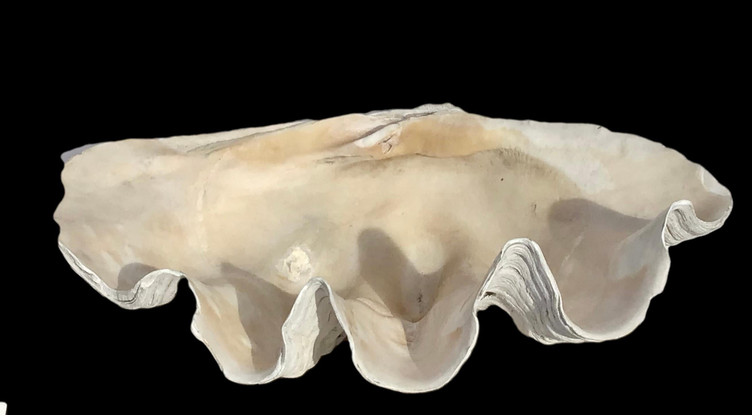 Authentic giant clam shell specimen with its iconic sculptural form and sea inspired colors and textures.