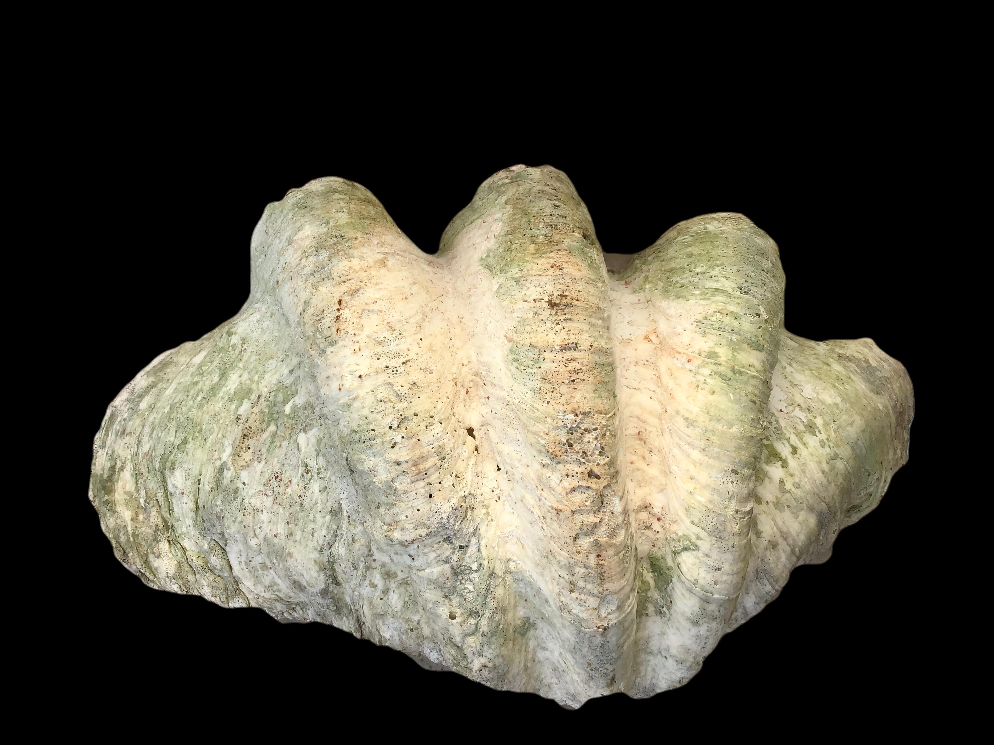 Organic Modern Giant Natural Clam Shell Specimen