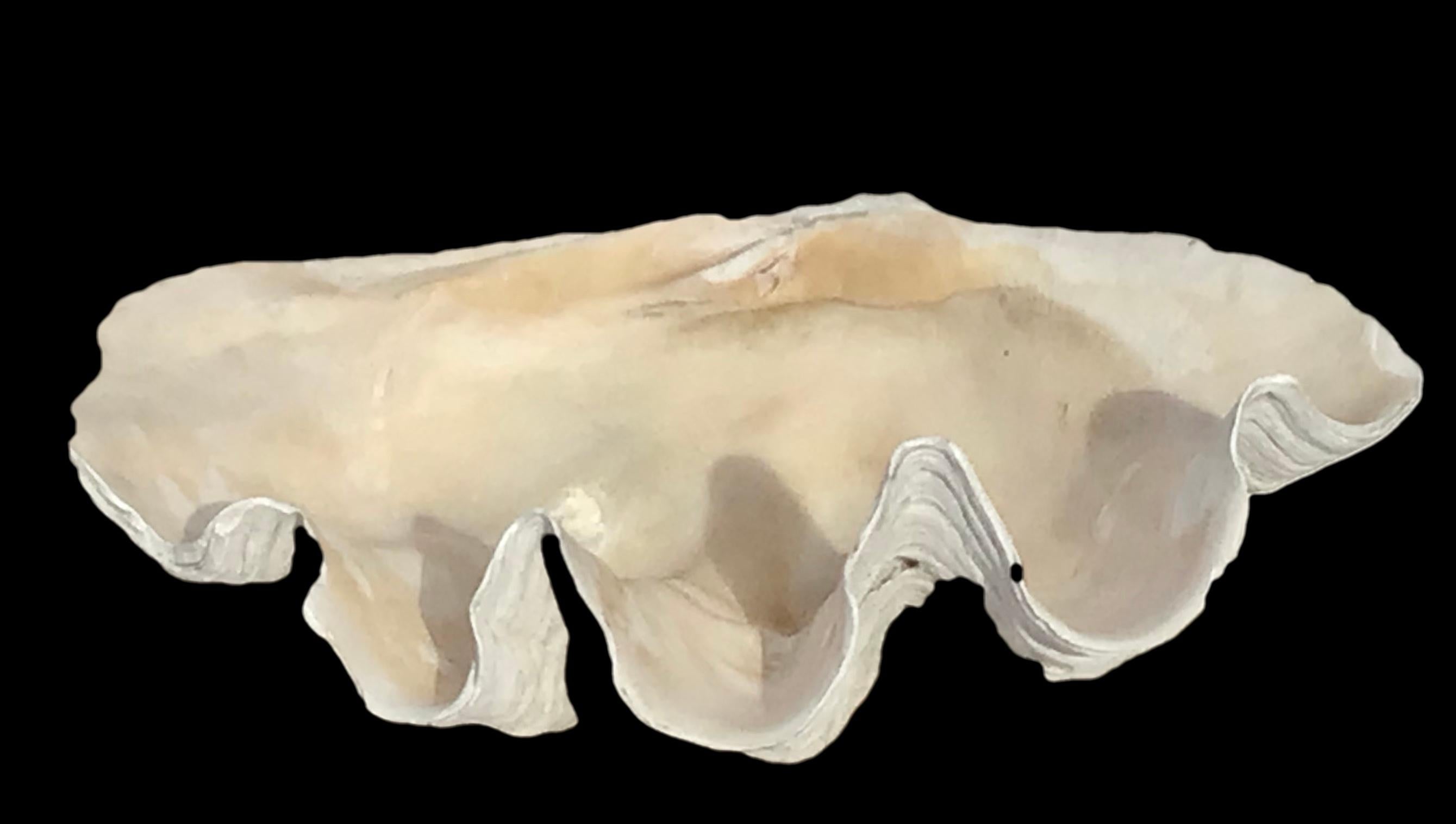 fossilized clam shell value