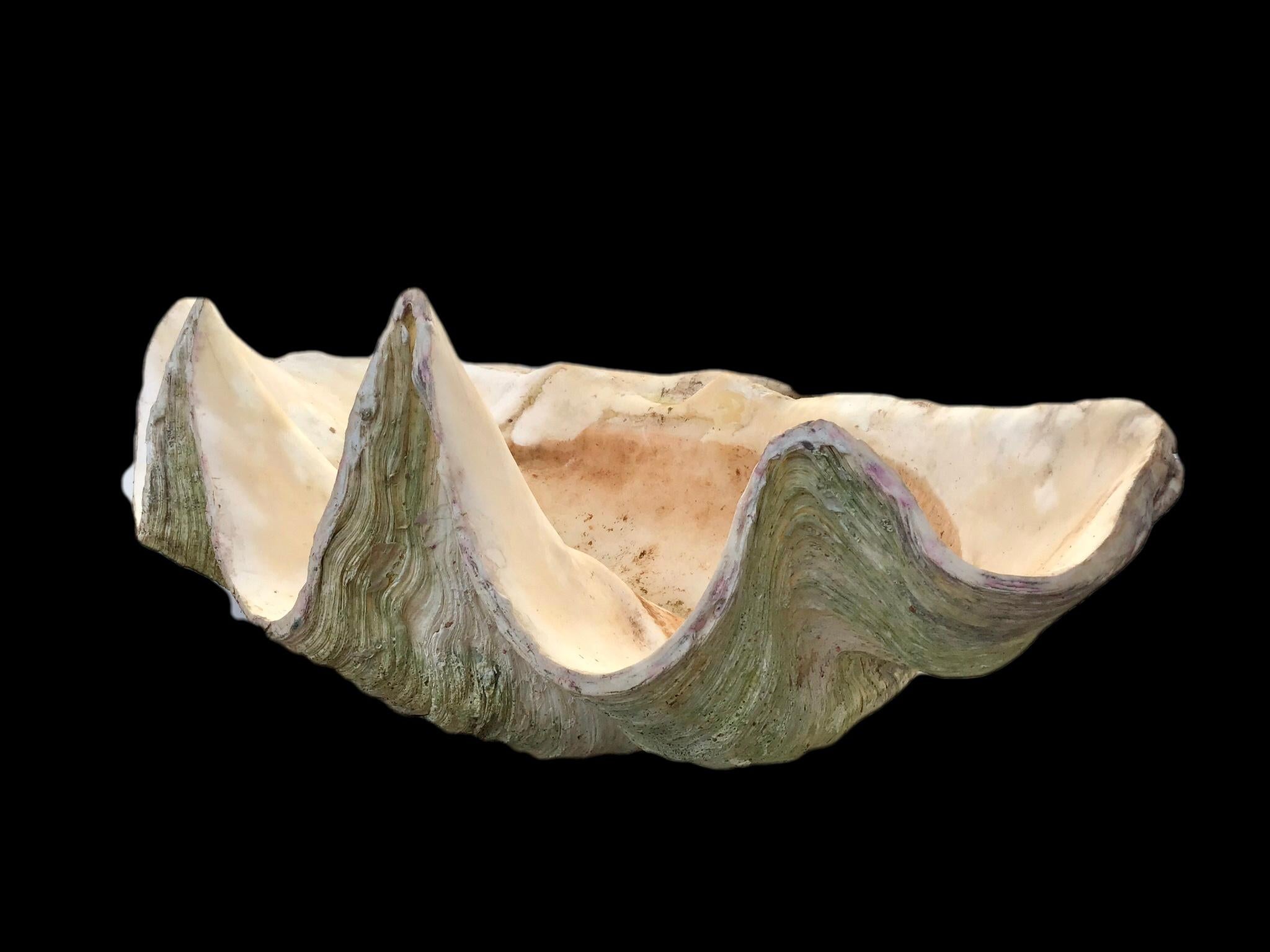 Asian Giant Natural Clam Shell Specimen