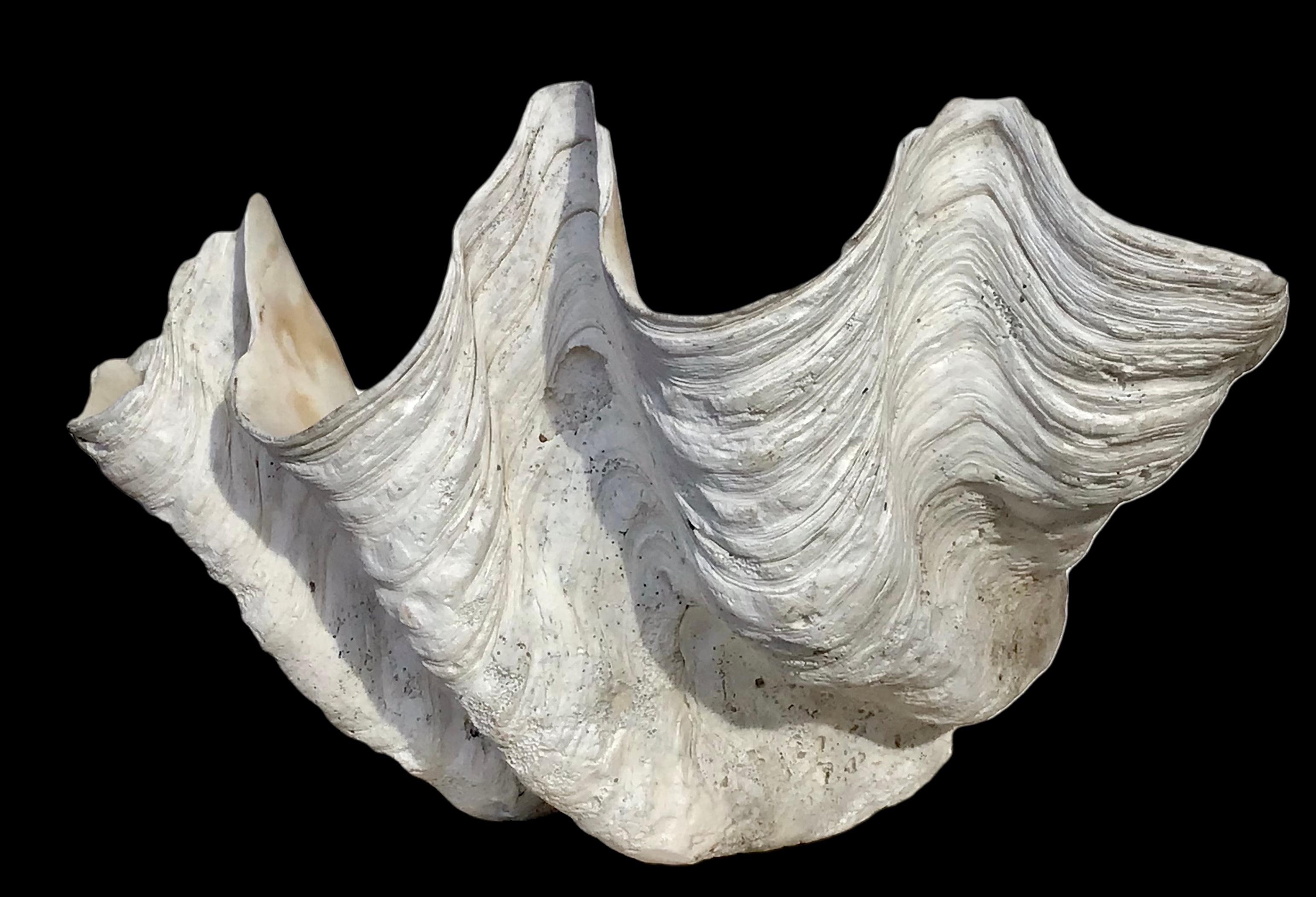 fossilized giant clam shell price