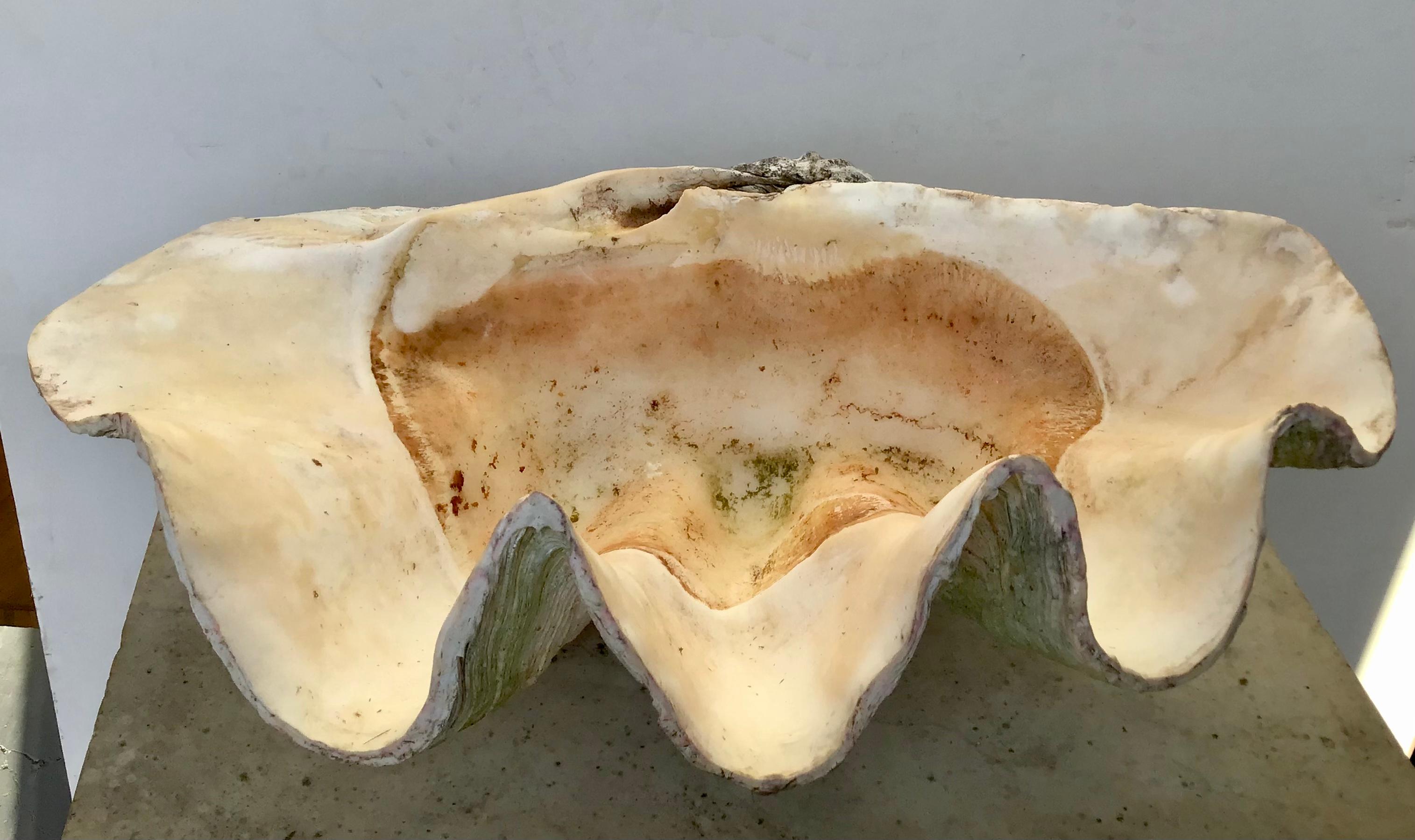 20th Century Giant Natural Clam Shell Specimen