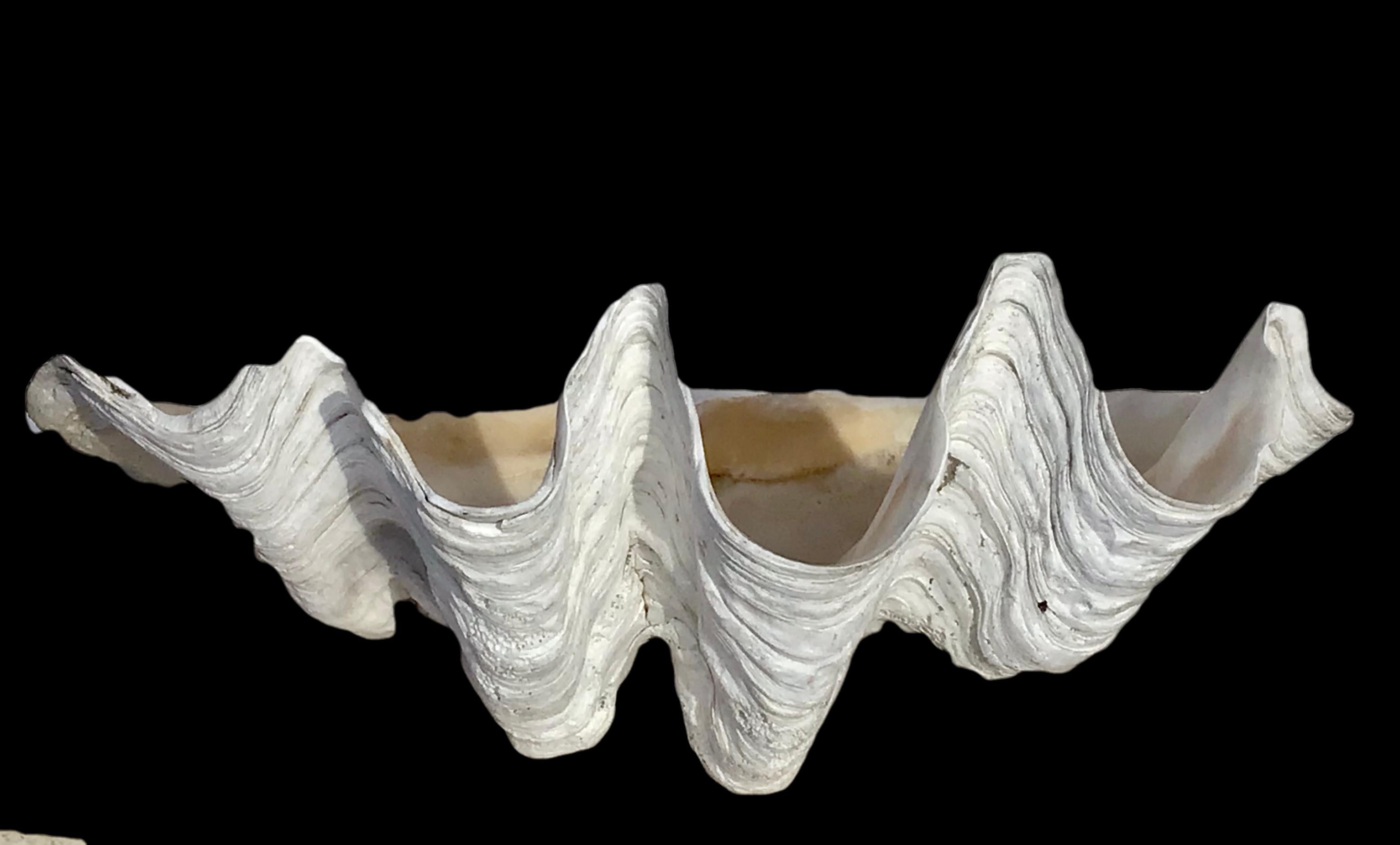 Organic Modern Giant 28 Inch Natural Clam Shell Specimen