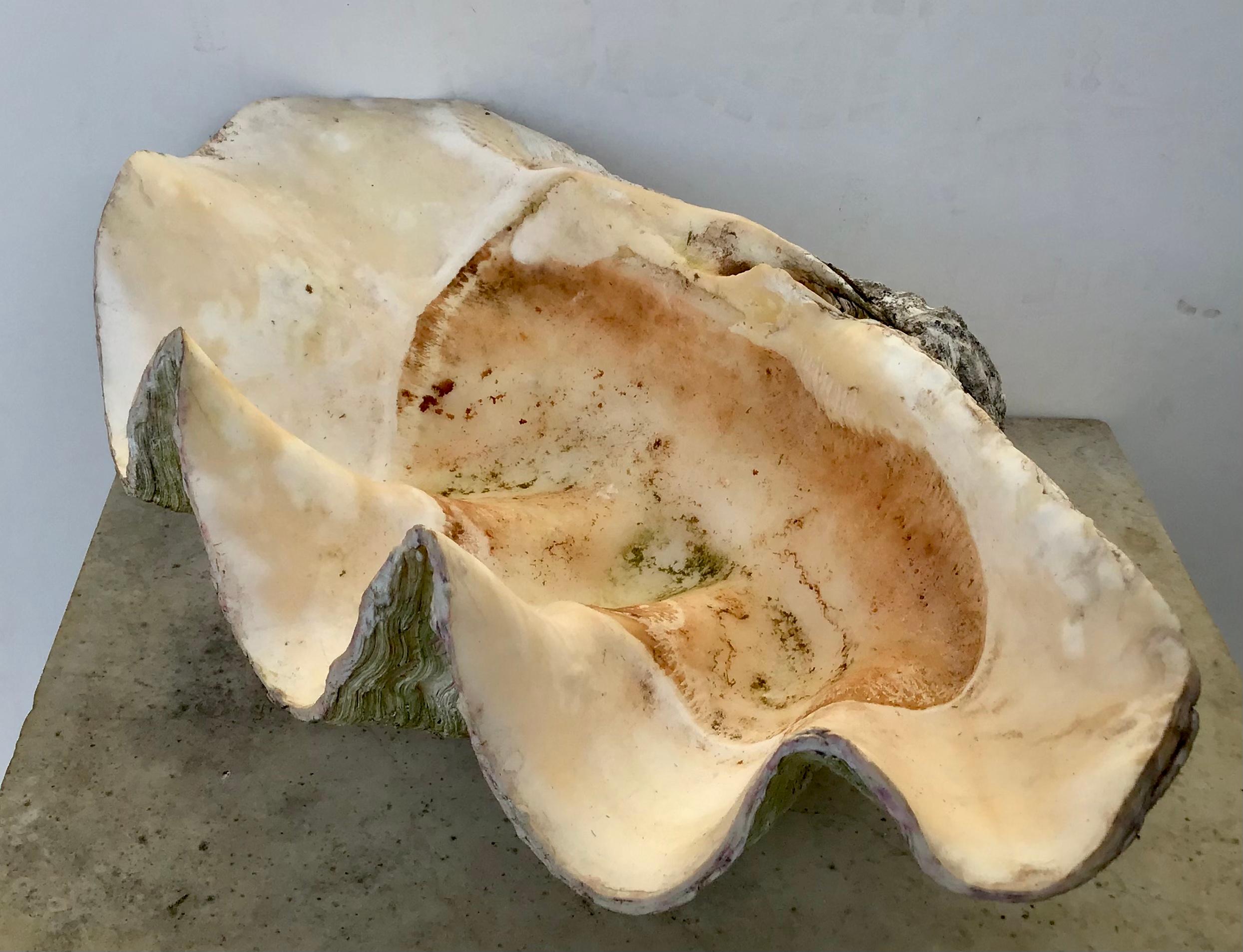 Giant Natural Clam Shell Specimen 1