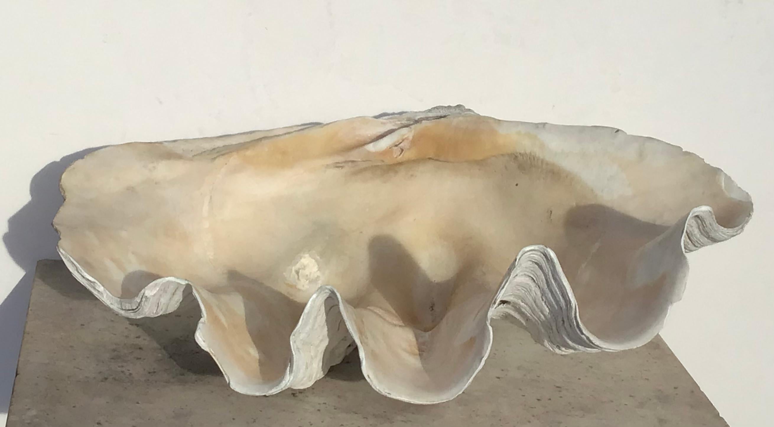 Asian Giant 28 Inch Natural Clam Shell Specimen