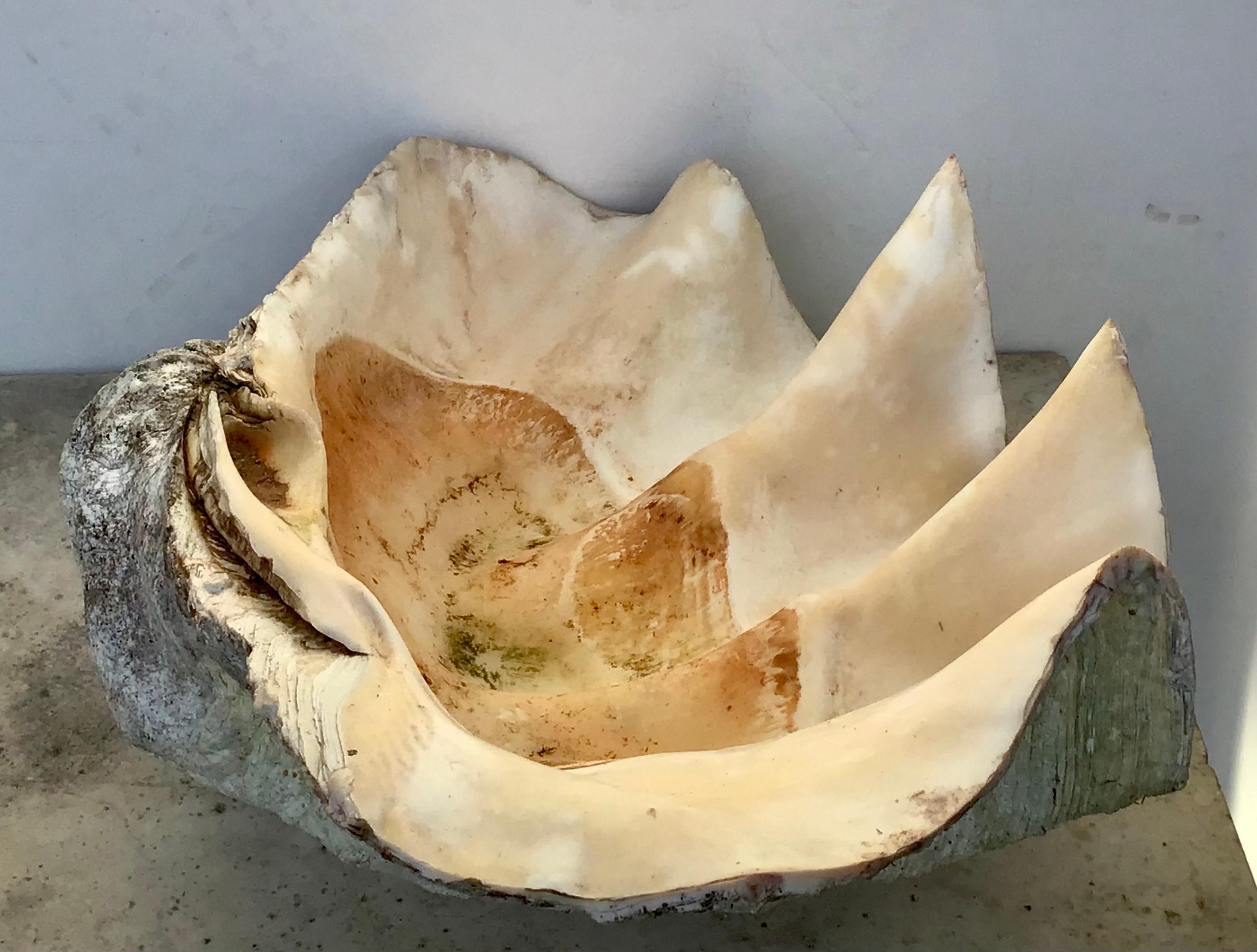 Giant Natural Clam Shell Specimen 2