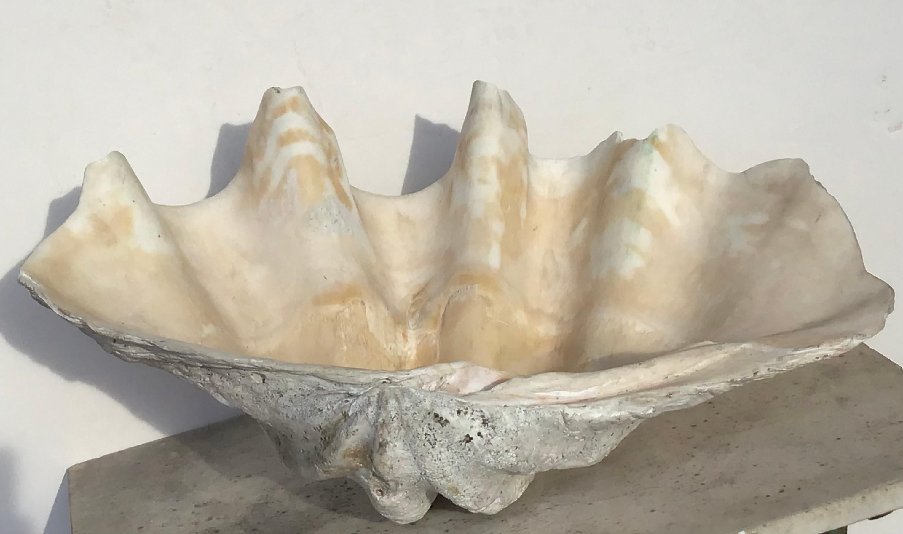 Giant 28 Inch Natural Clam Shell Specimen In Good Condition In Bradenton, FL