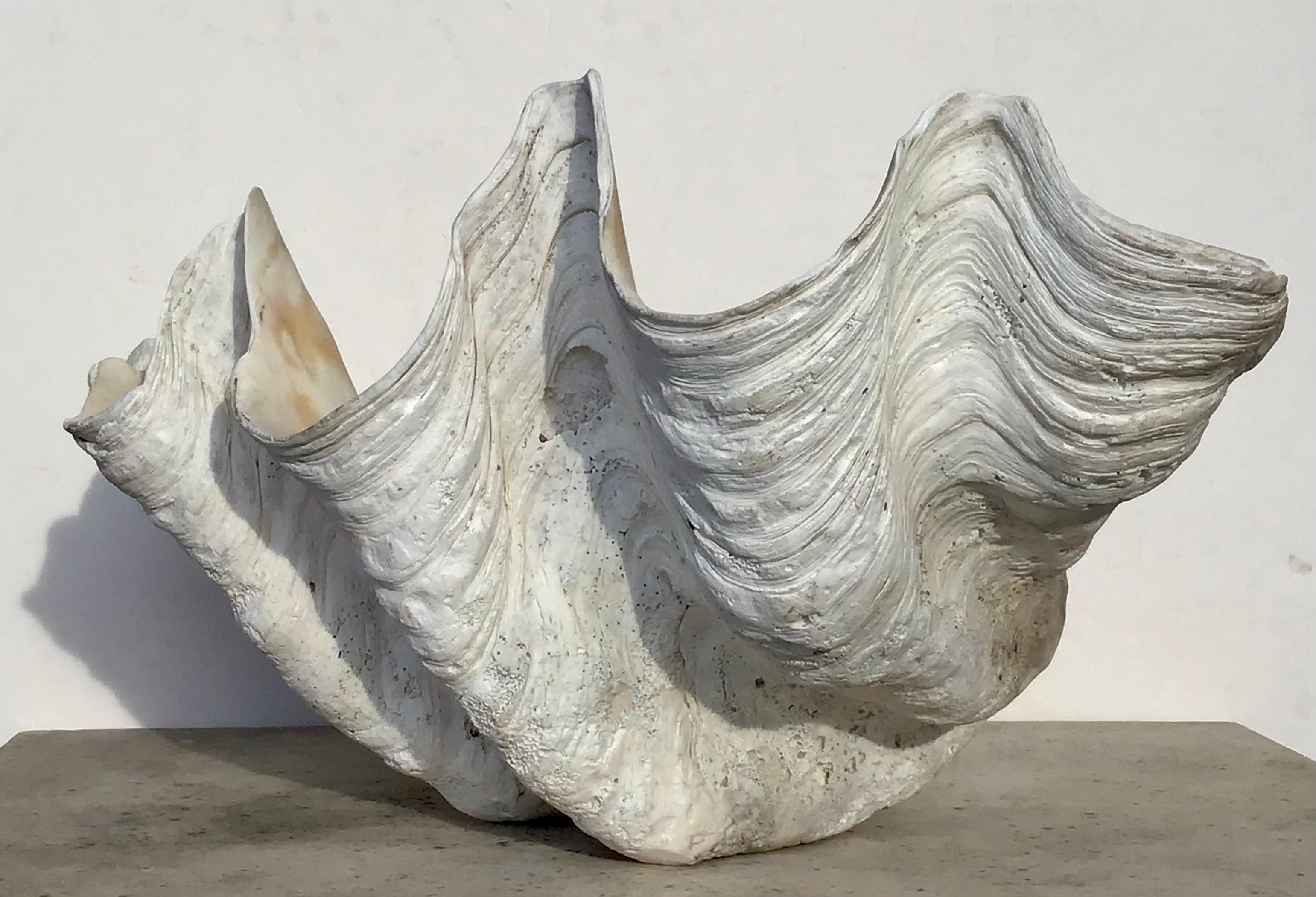20th Century Giant 28 Inch Natural Clam Shell Specimen