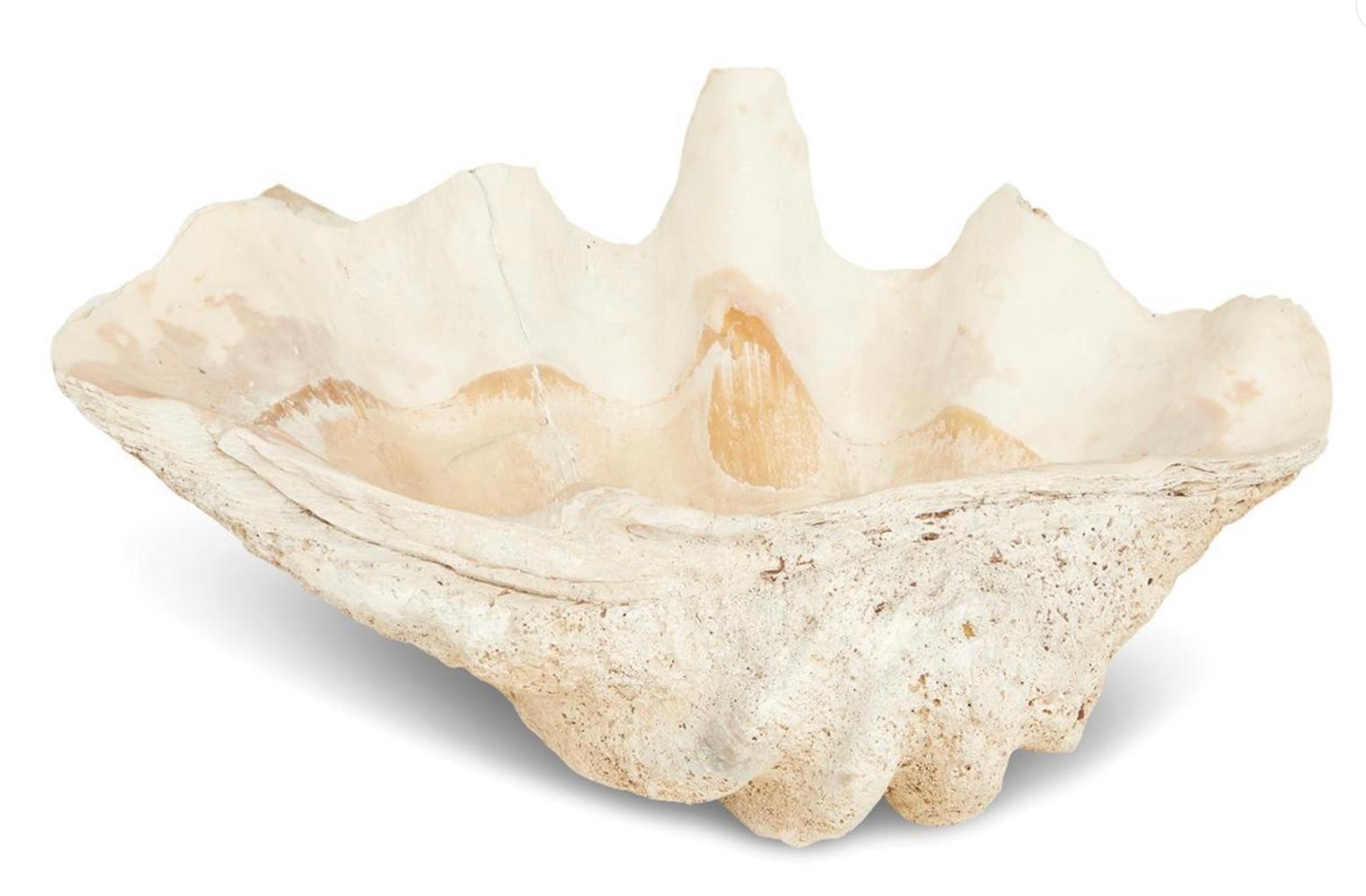 Authentic fossilized giant 34 inch natural clam shell. Clam shell has iconic sculptural form  and sea inspired colors and textures. 