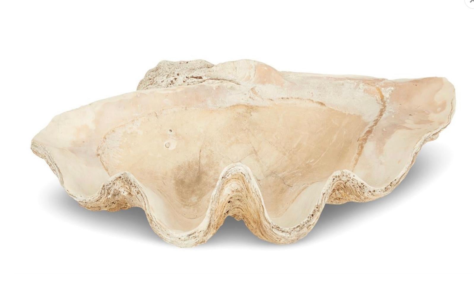 Organic Modern Giant 34 Inch Fossilized Clam Shell For Sale