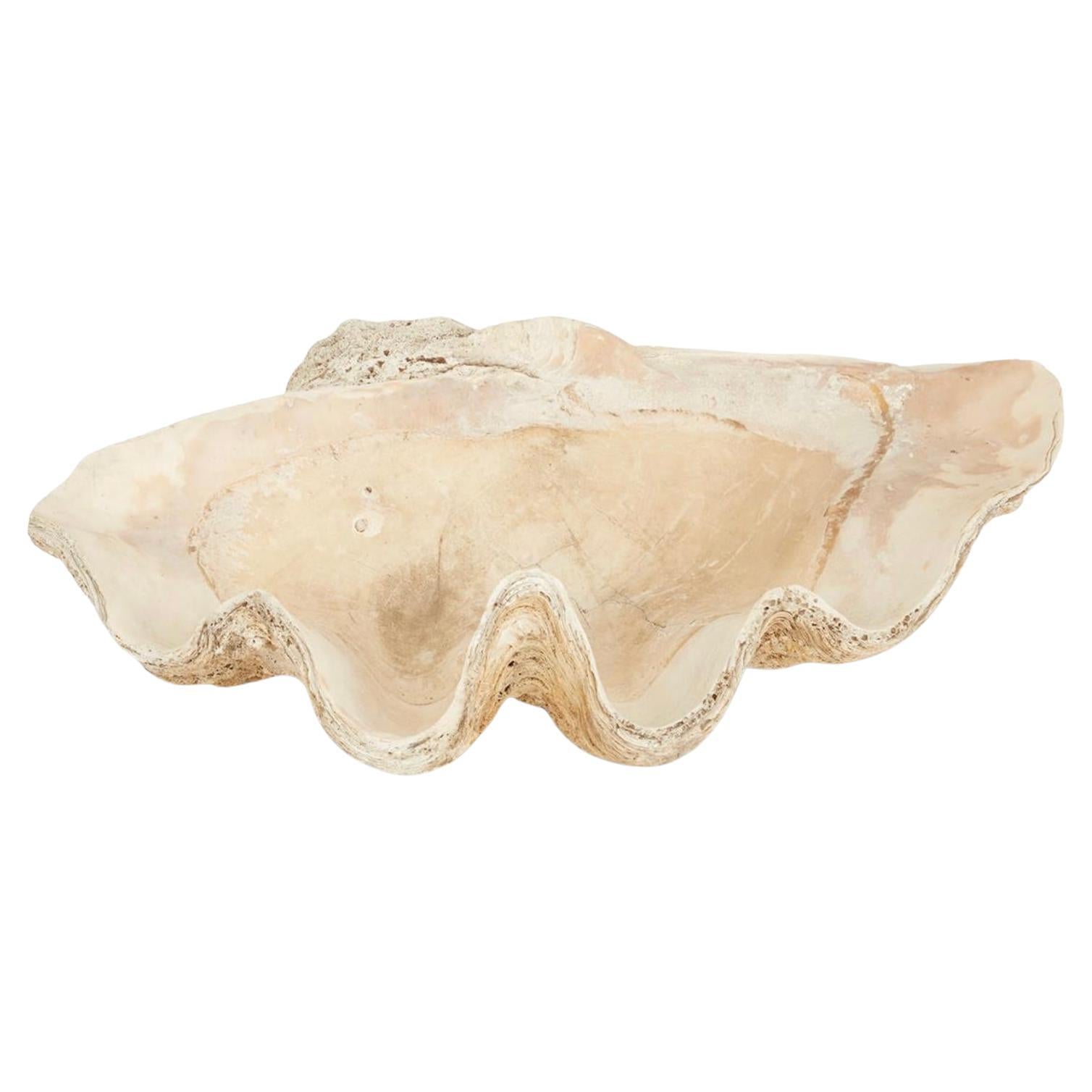 Giant 34 Inch Fossilized Clam Shell For Sale