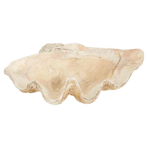 Giant 34 Inch Fossilized Clam Shell For Sale at 1stDibs