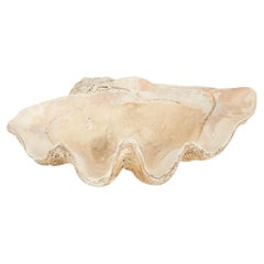 Giant 34 Inch Fossilized Clam Shell