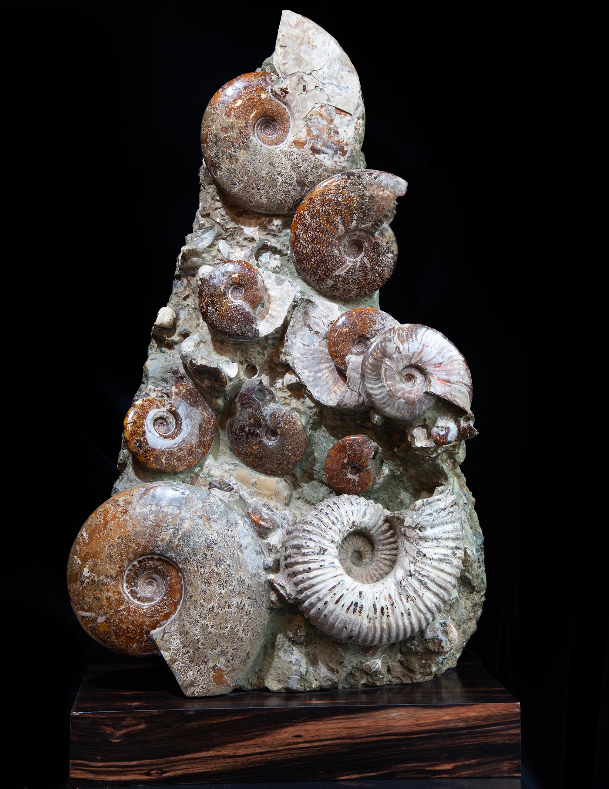 Rare ammonites from Madagascar are highly sought after by collectors and paleontologists due to their exceptional preservation and unique features. These marine mollusks, which thrived during the Mesozoic Era, especially in the Jurassic and