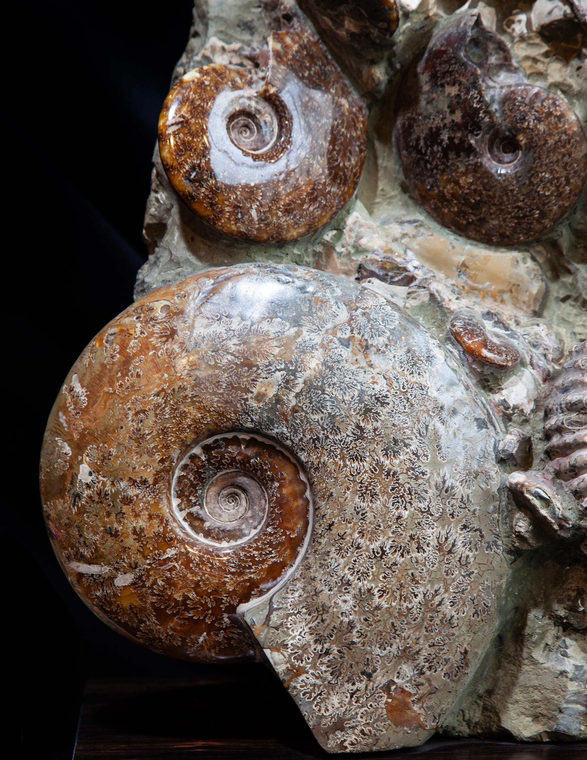 Malgascio Giant Ammonite Cluster from Madagascar in vendita
