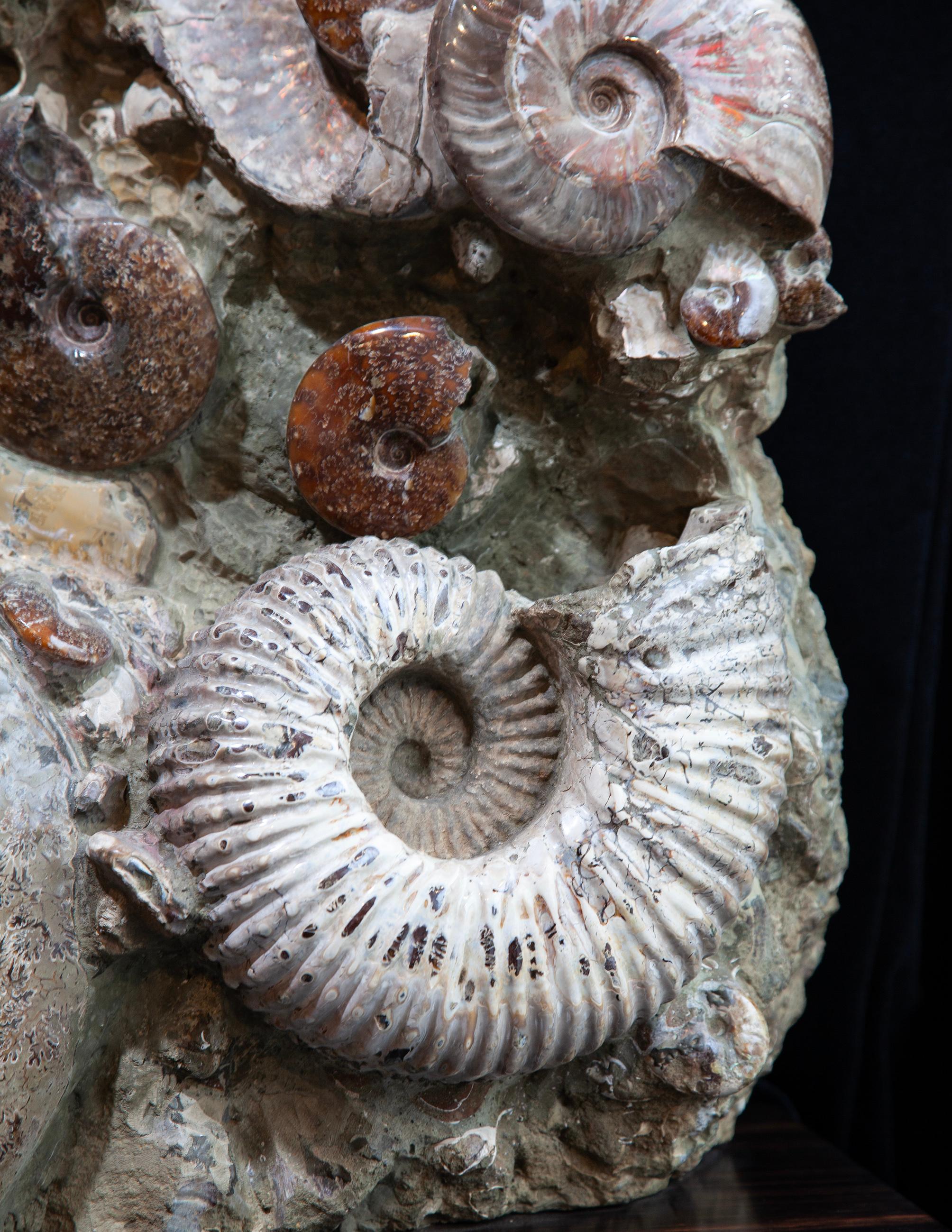 Giant Ammonite Cluster from Madagascar In condizioni ottime in vendita a London, GB