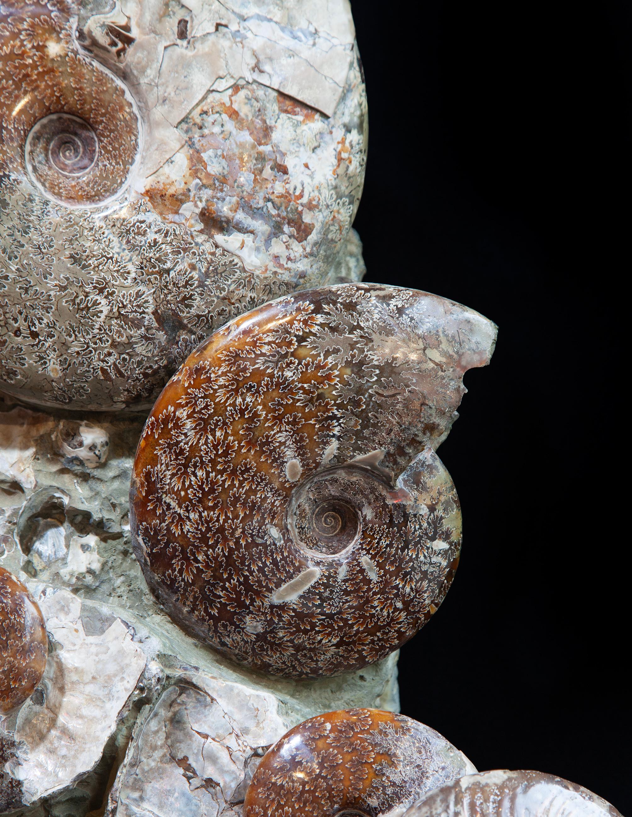 Fino al XVIII secolo Giant Ammonite Cluster from Madagascar in vendita