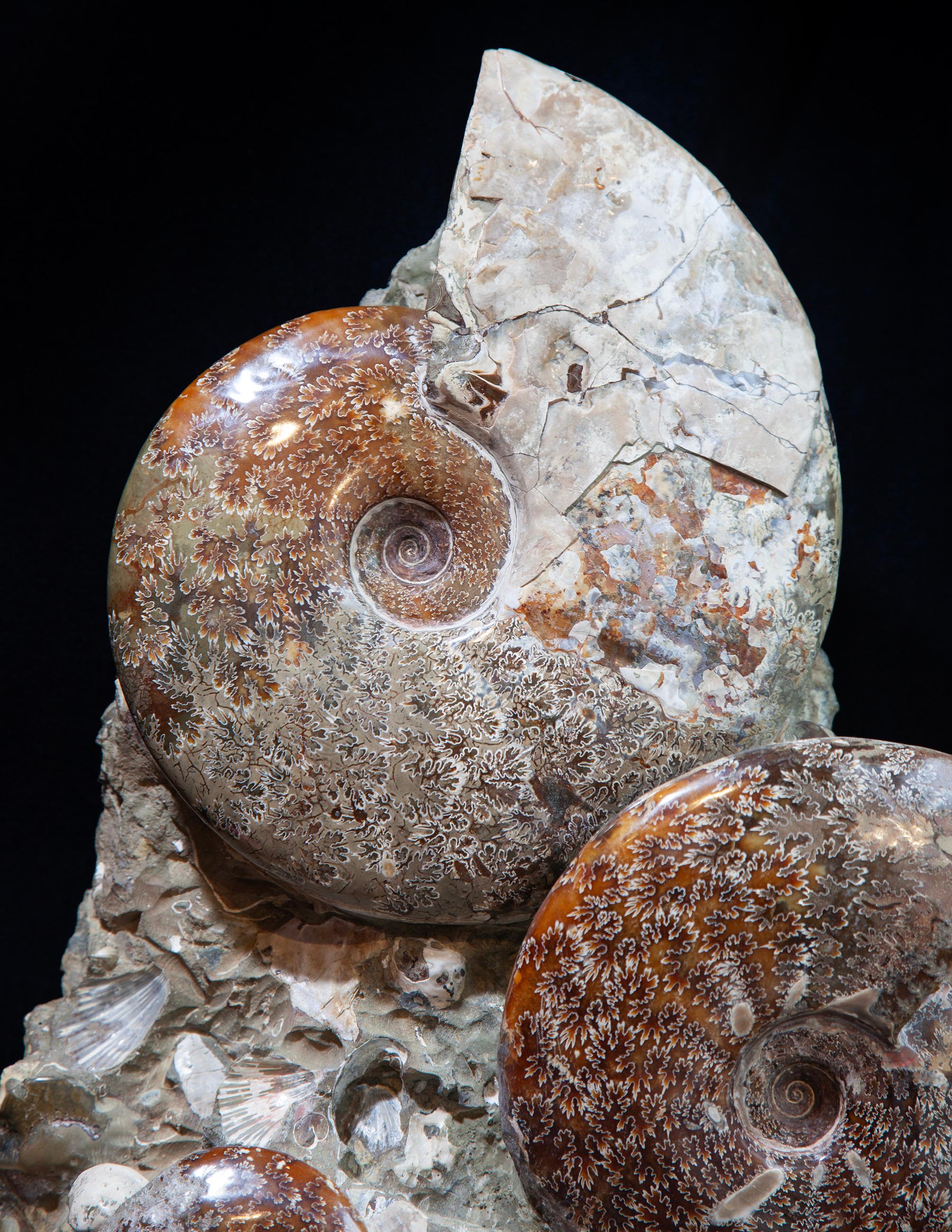 Pietra Giant Ammonite Cluster from Madagascar in vendita