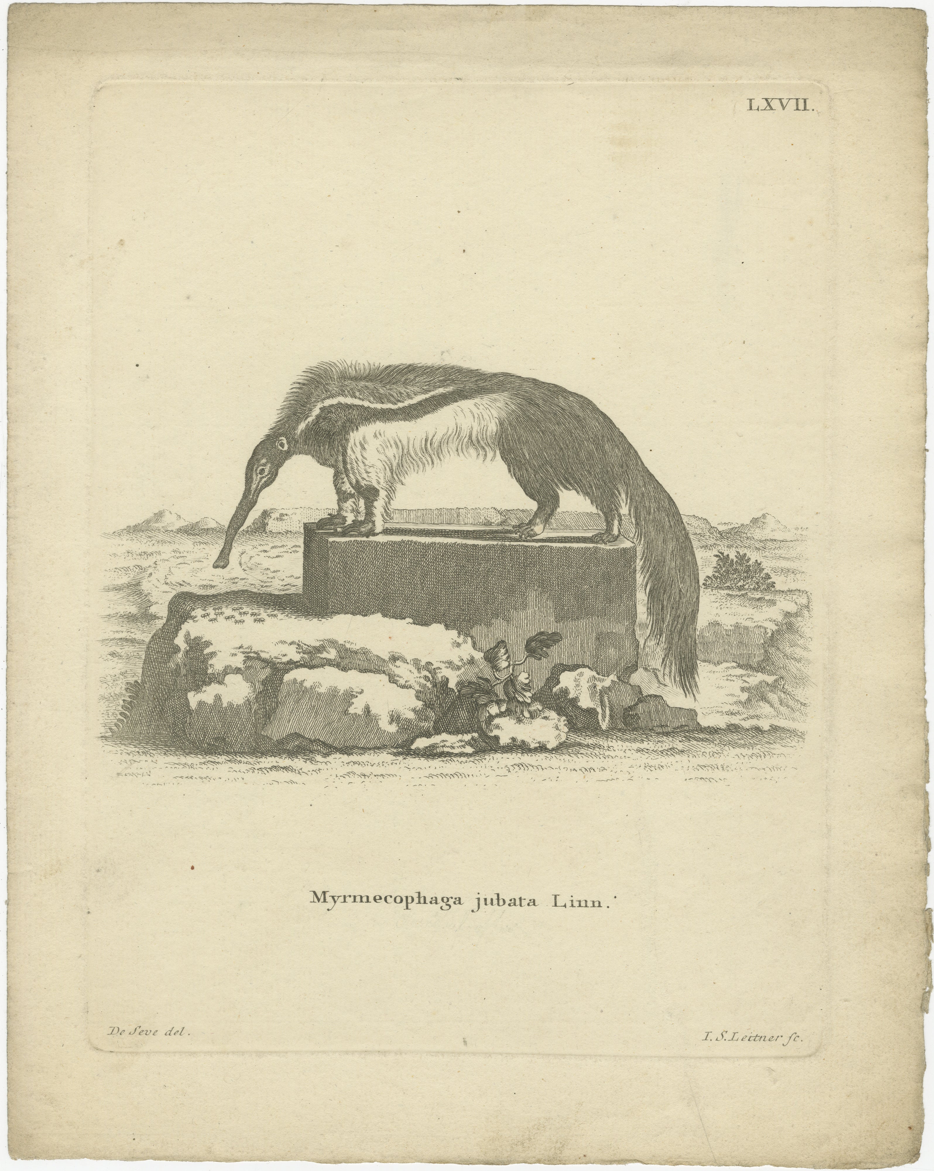 Gravure ancienne d'un fourmilier géant (Myrmecophaga jubata Linn.), dessinée par De Sève, gravée par AT&T. CIRCA, vers 1800

Description :
Cette remarquable gravure zoologique représente le fourmilier géant (Myrmecophaga jubata Linn.), dessinée par