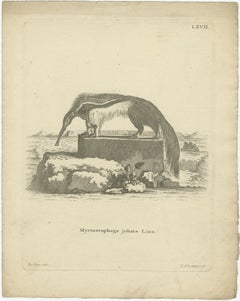 Giant Anteater – Antique Zoological Engraving by De Sève & Leitner, ca.1800
