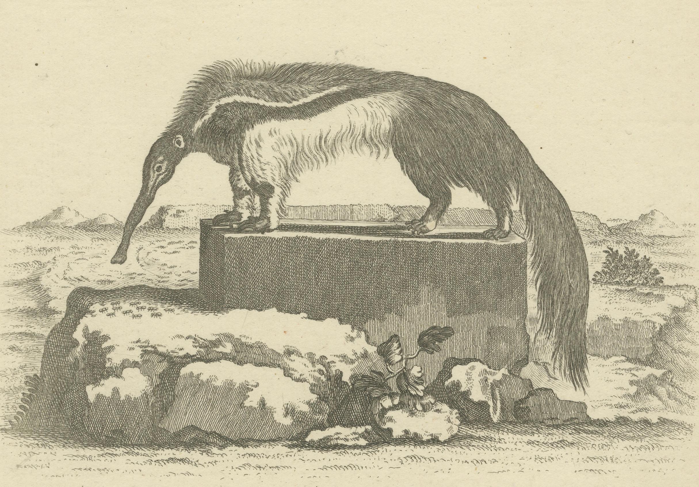 Allemand Fourmilier géant - Gravure zoologique ancienne de De Sève & Leitner, vers 1800 en vente