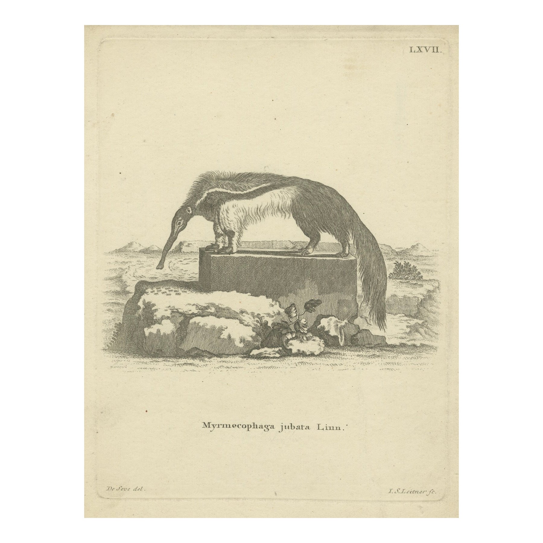 Fourmilier géant - Gravure zoologique ancienne de De Sève 
Leitner, vers 1800 en vente