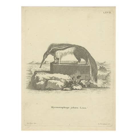 Giant Anteater – Antique Zoological Engraving by De Sève & Leitner, ca.1800