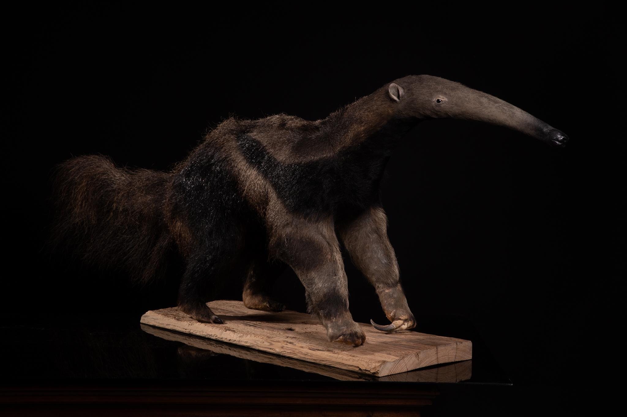 salvador dali anteater