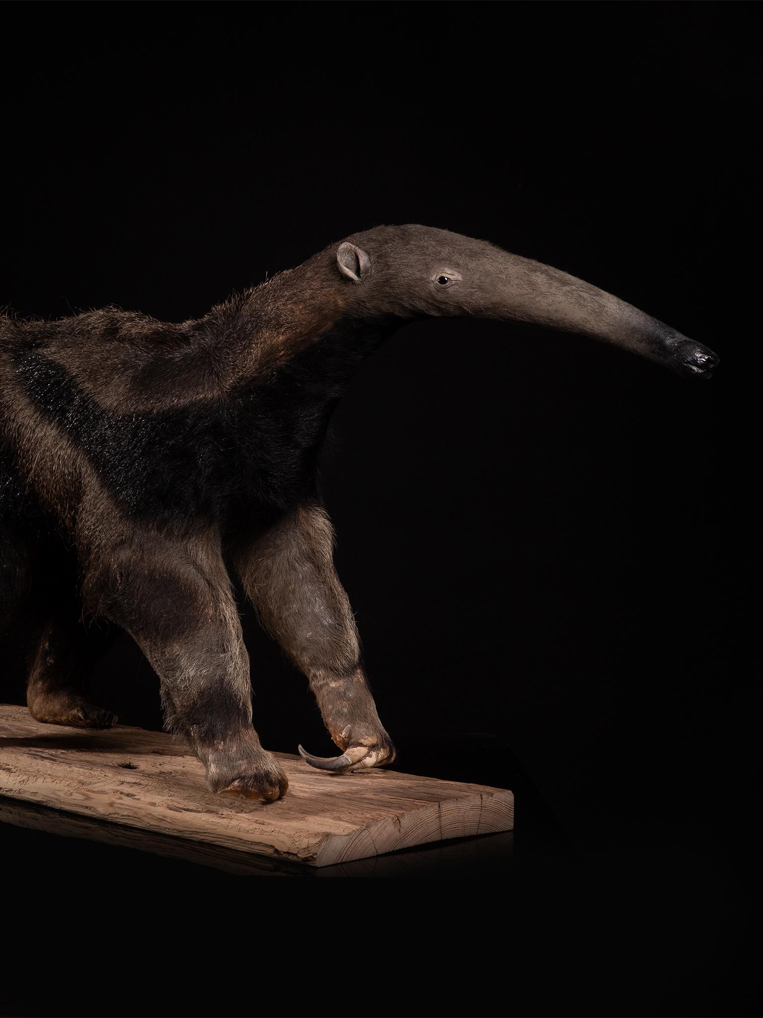 anteater for sale