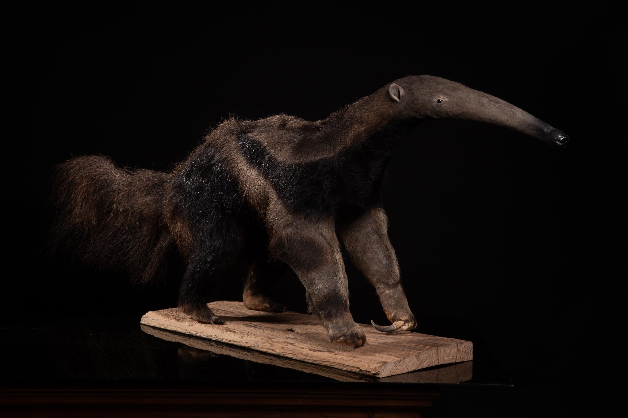 taxidermy anteater